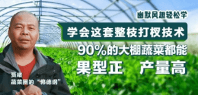 90%的大棚蔬菜都能国型正 产量高