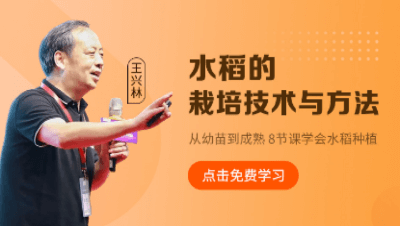 水稻的栽培技术与方法